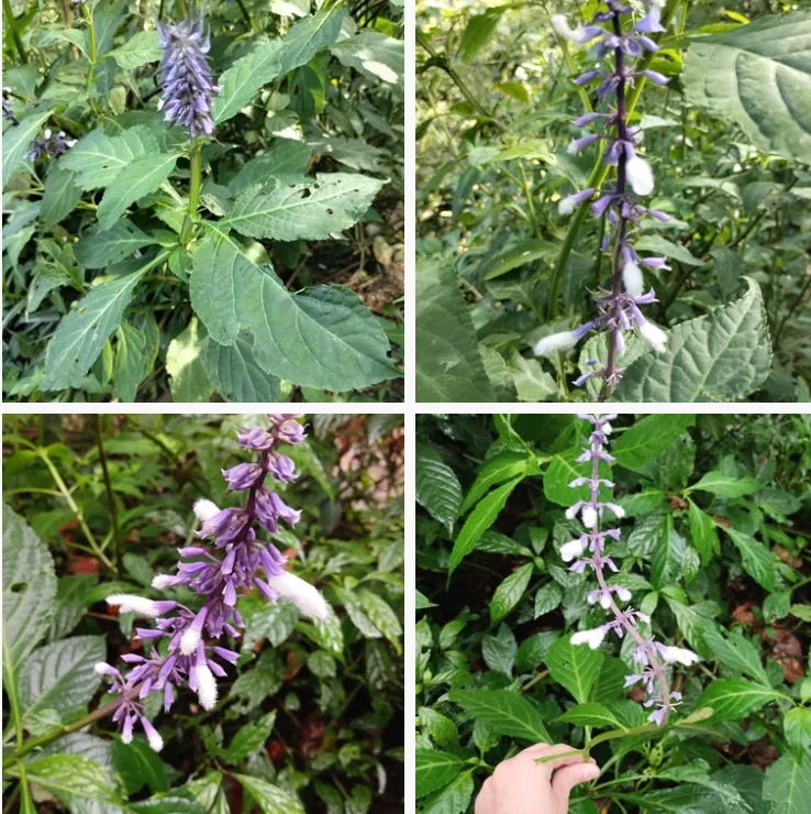 Salvia Divinorum