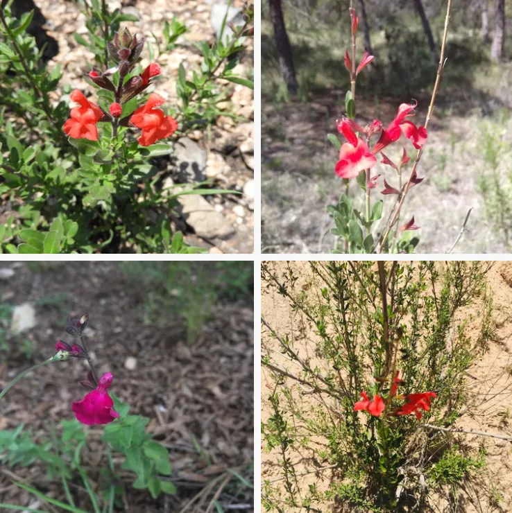 Salvia Greggii