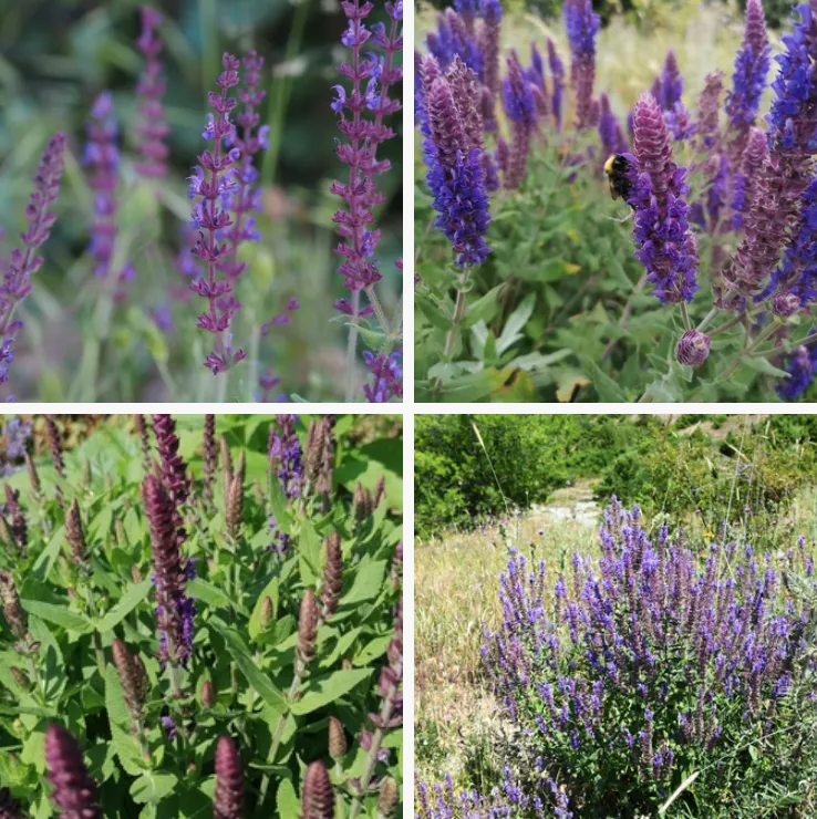 Salvia Nemorosa