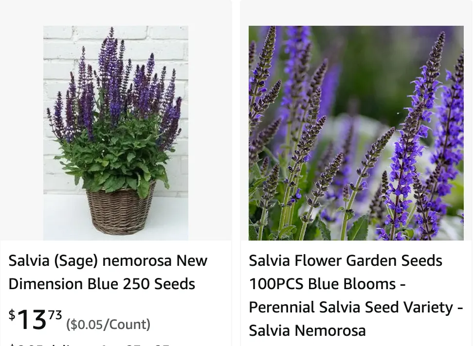 Salvia Nemorosa | Monsteraholic