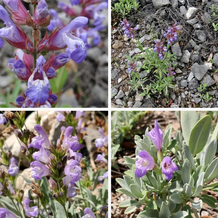 Salvia Officinalis