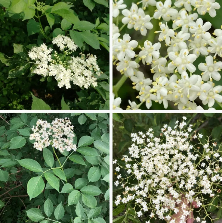 Sambucus Nigra