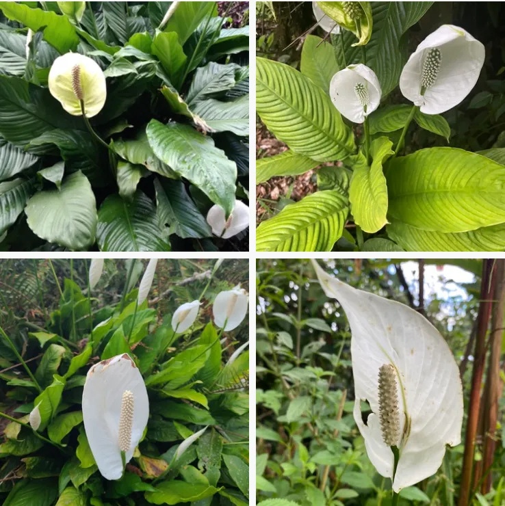 Spathiphyllum wallisii