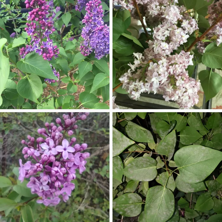 Syringa Vulgaris