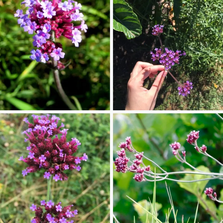 Verbena Bonariensis