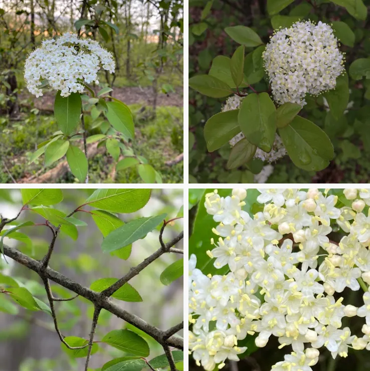 Viburnum Prunifolium - Blackhaw Viburnum 1 Viburnum Prunifolium