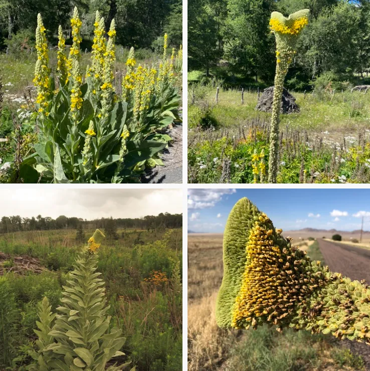 Verbascum thapsus