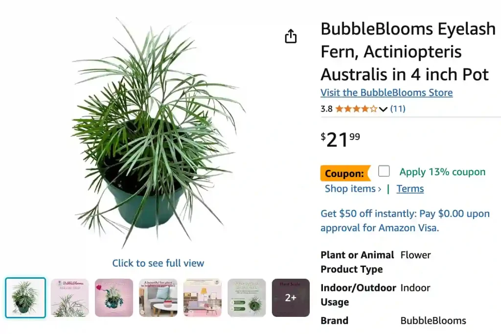 Actiniopteris Australis | Monsteraholic