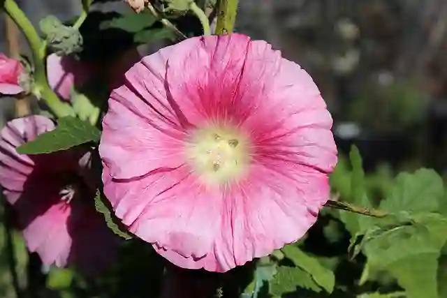 Alcea Rosea