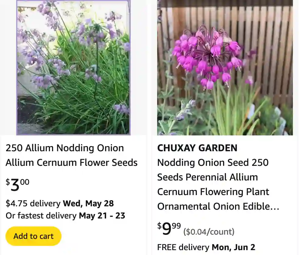 Allium Cernuum - Nodding Onion 1 Allium Cernuum 1 | Monsteraholic