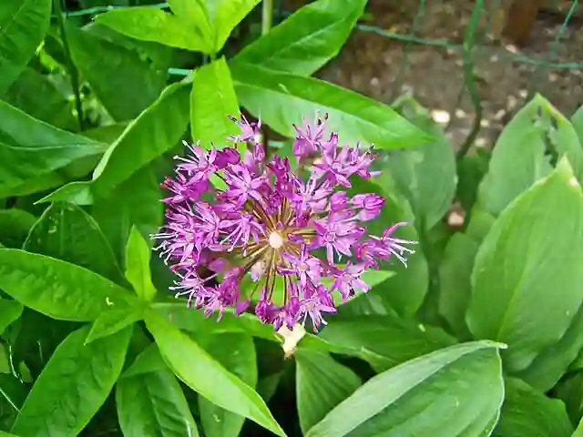Allium Hollandicum - Dutch Allium 6 Allium Hollandicum