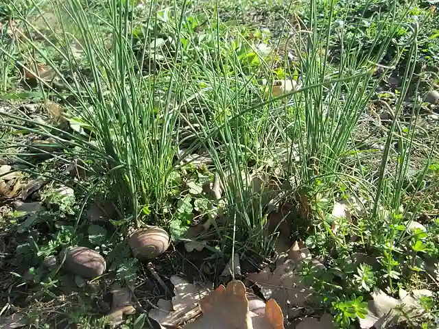 Allium Vineale