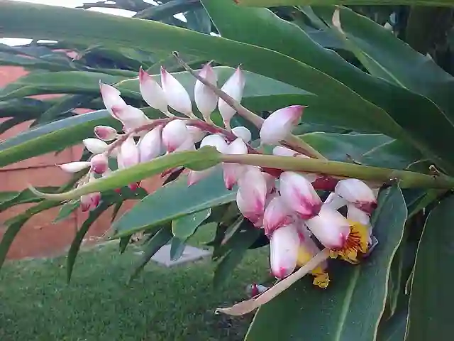 Alpinia Zerumbet