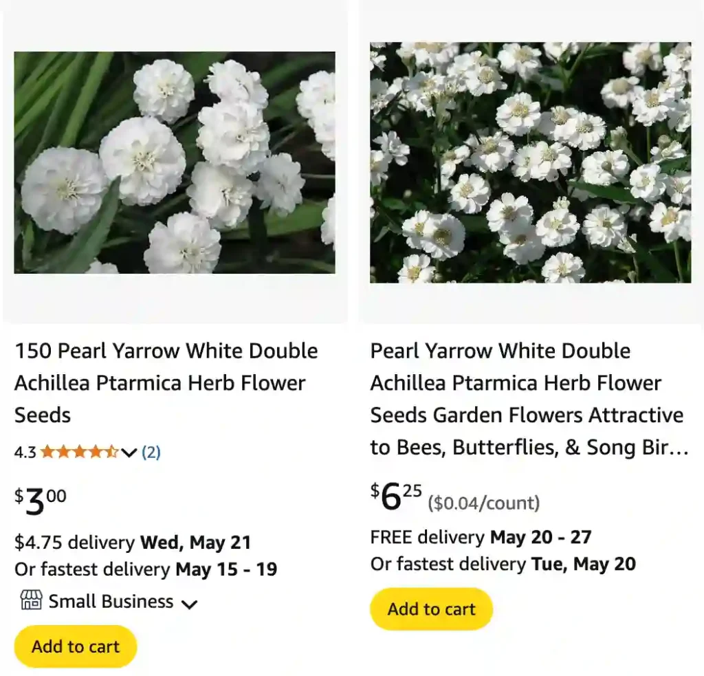 Angels Breath Flower | Monsteraholic