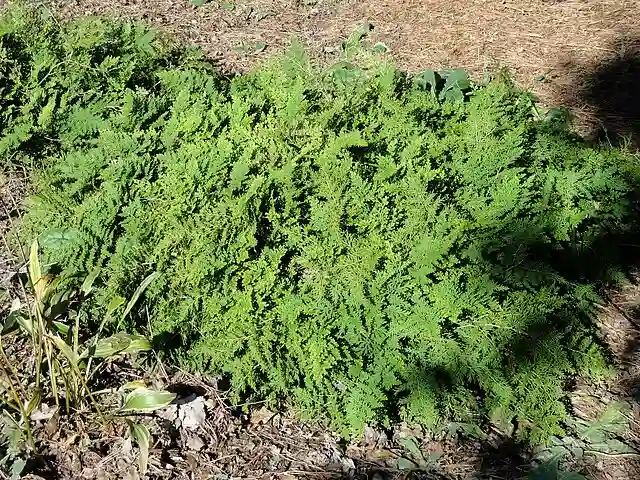 Arborvitae Fern