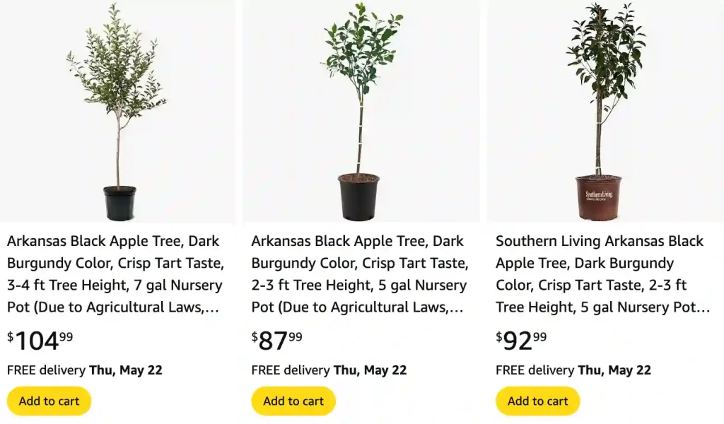 Arkansas Black Apple Tree | Monsteraholic