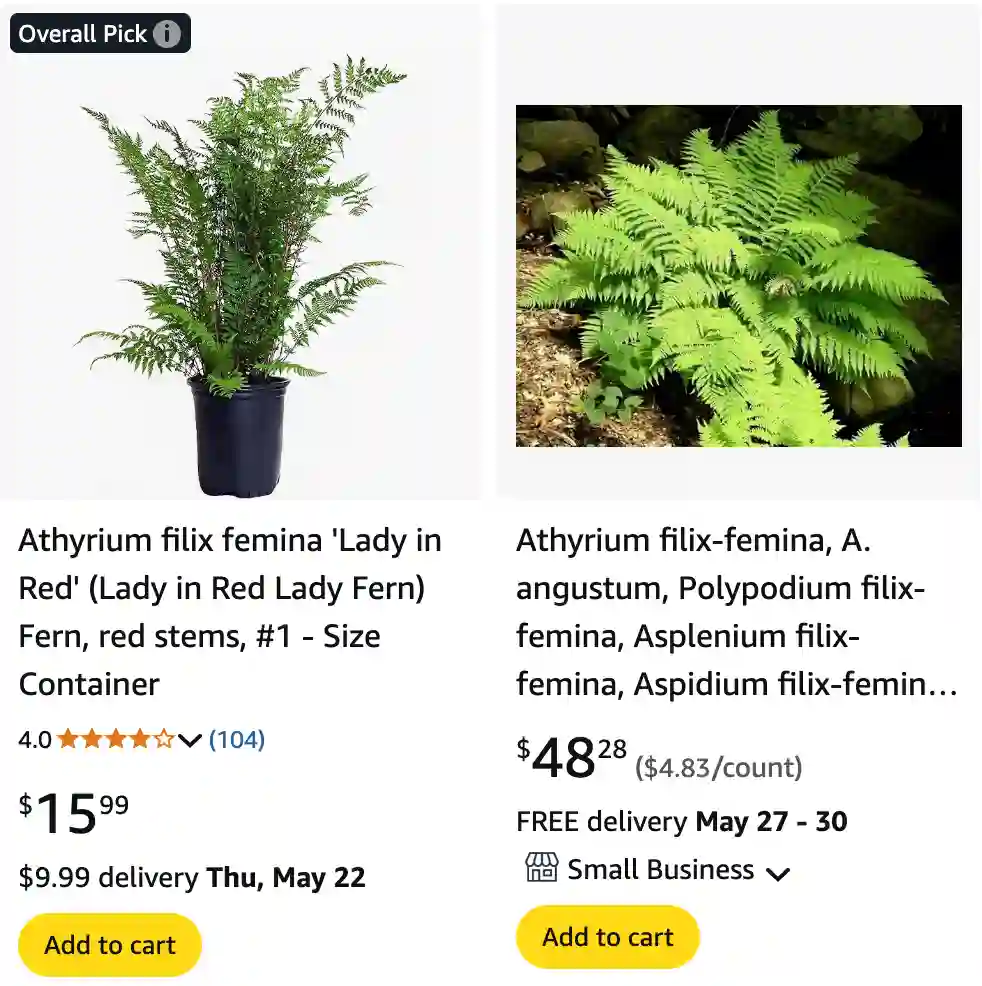 Athyrium Filix Femina 1 | Monsteraholic