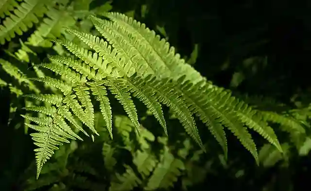 Athyrium Filix-Femina - Lady Fern 1 Athyrium Filix-Femina
