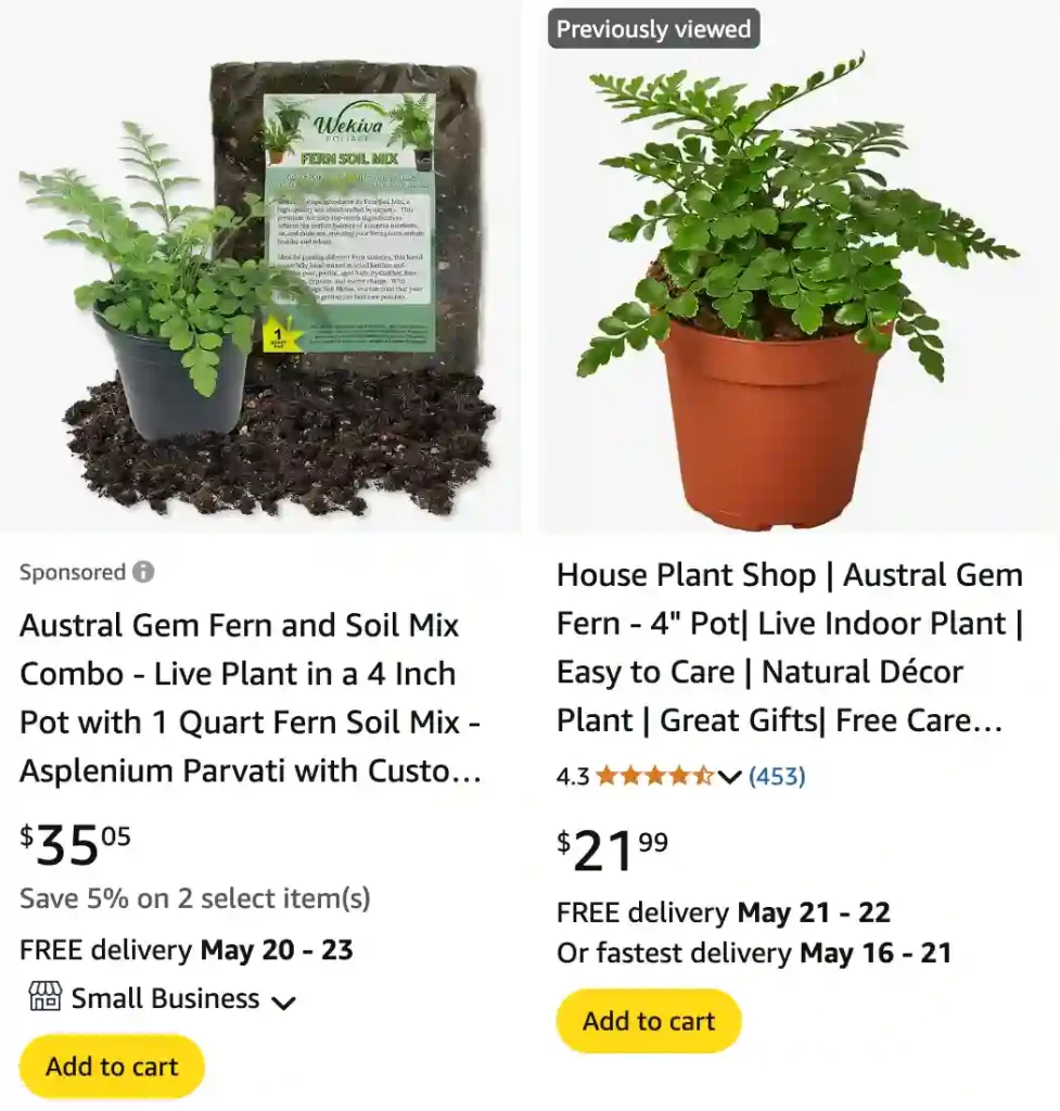 Austral Gem Fern 2 | Monsteraholic