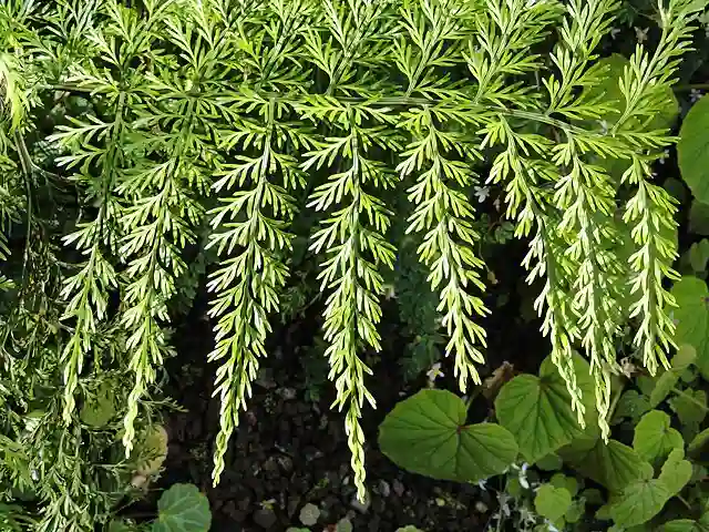 Austral Gem Fern