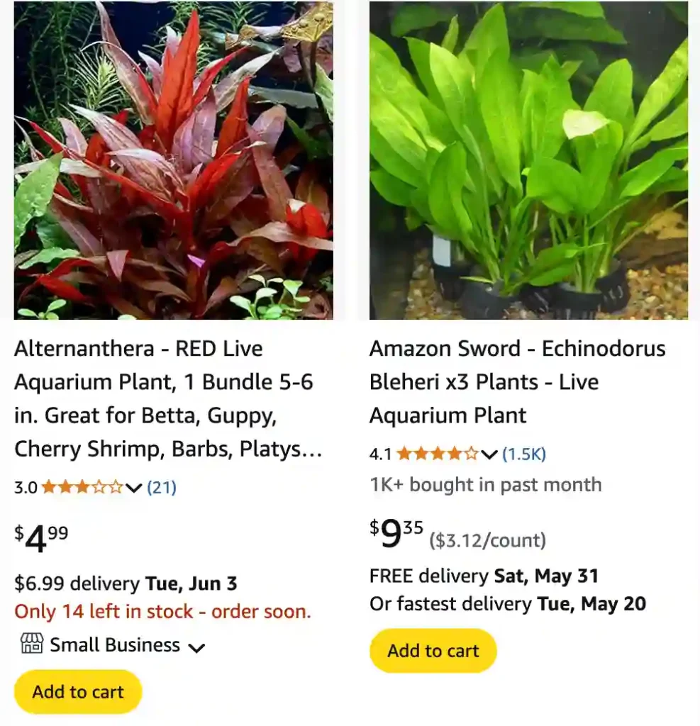 Best Plants For Bettas 1 Best Plants For Bettas 2 | Monsteraholic