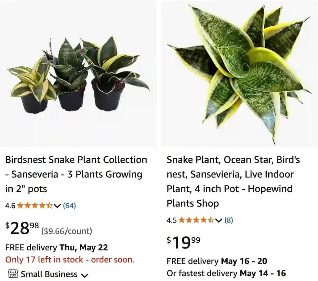 Birds Nest Snake Plant | Monsteraholic