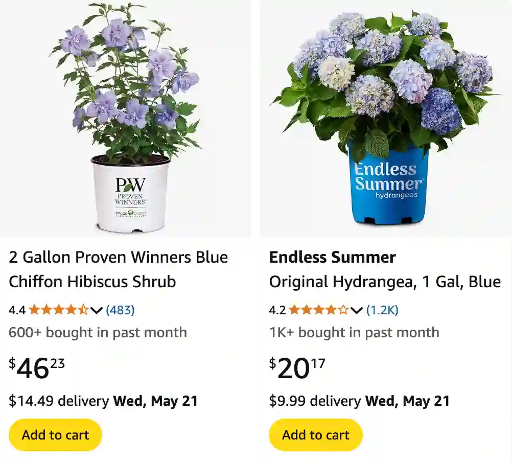 Blue Colored Shrubs 1 Blue Colored Shrubs | Monsteraholic