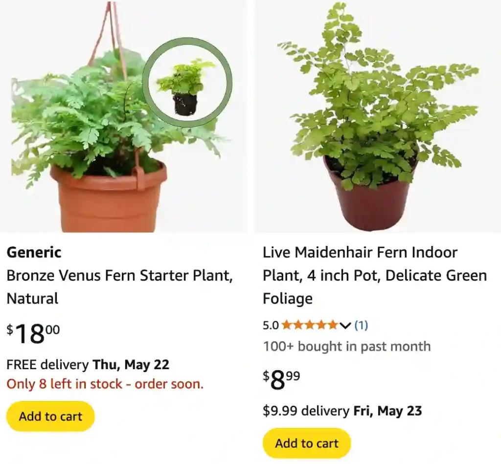 Bronze Venus Fern - Adiantum Hispidulum 'Bronze Venus' 1 Bronze Venus Fern | Monsteraholic