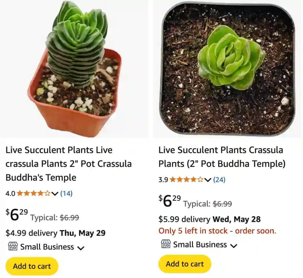 Buddha's Temple Succulent - Crassula Buddha's Temple 1 Buddhas Temple Succulent | Monsteraholic