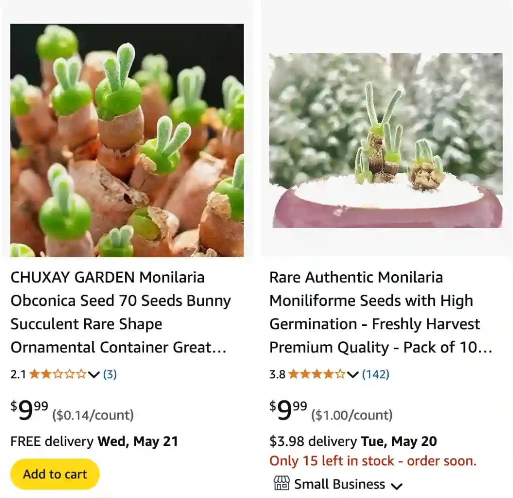 Bunny Succulent | Monsteraholic