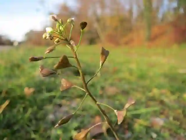 Capsella Bursa-Pastoris