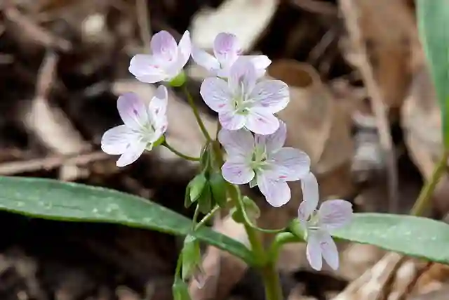 Claytonia Virginica 1 Claytonia Virginica