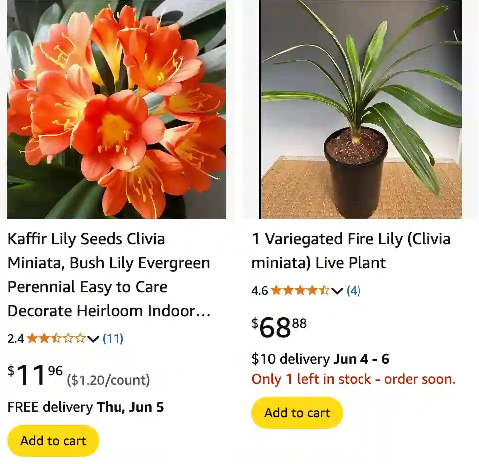 Clivia Miniata 1 Clivia Miniata 1 | Monsteraholic