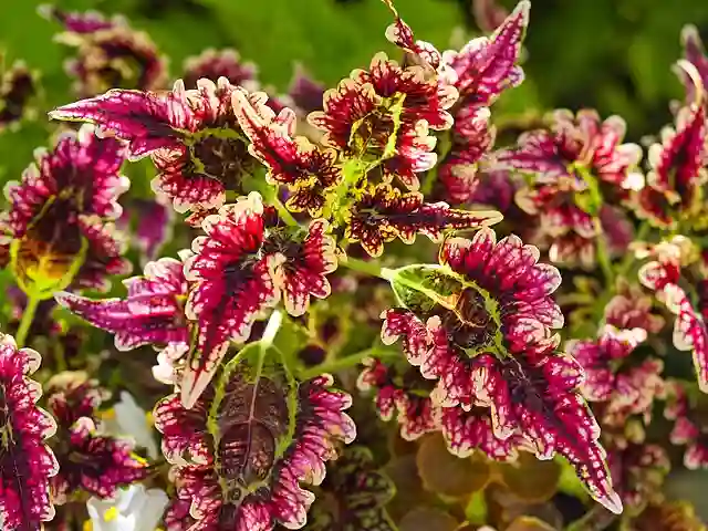 Coleus Scutellarioides
