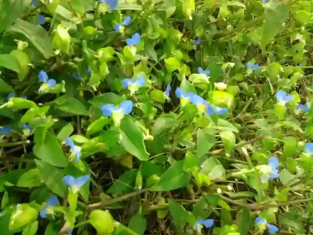Commelina Communis