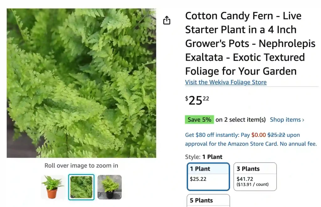 Cotton Candy Fern | Monsteraholic