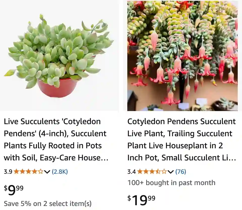 Cotyledon Pendens 1 | Monsteraholic