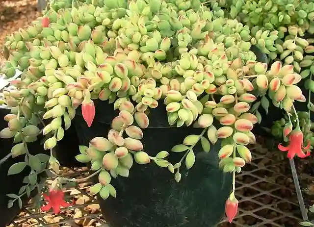 Cotyledon Pendens 5 Cotyledon Pendens