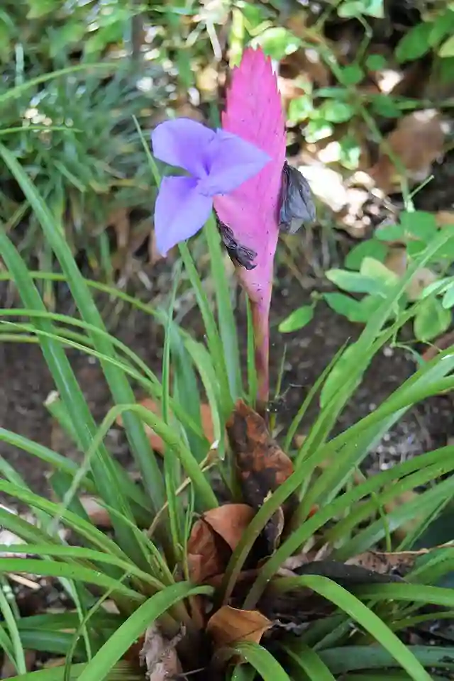 Cyanea Air Plant - Tillandsia Cyanea 1 Cyanea Air Plant