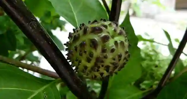 Datura Metel
