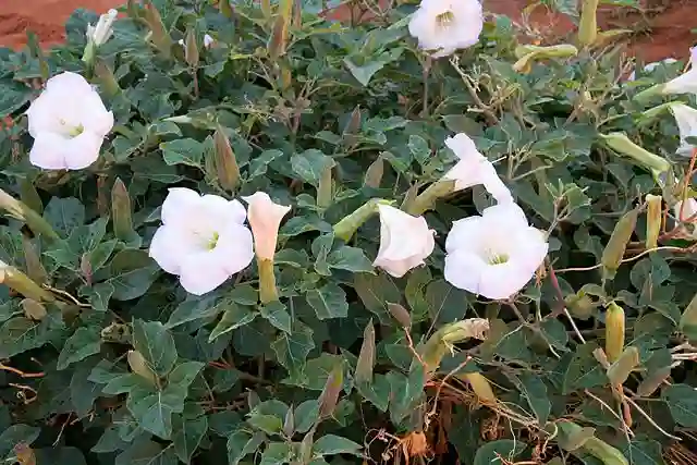 Datura Wrightii
