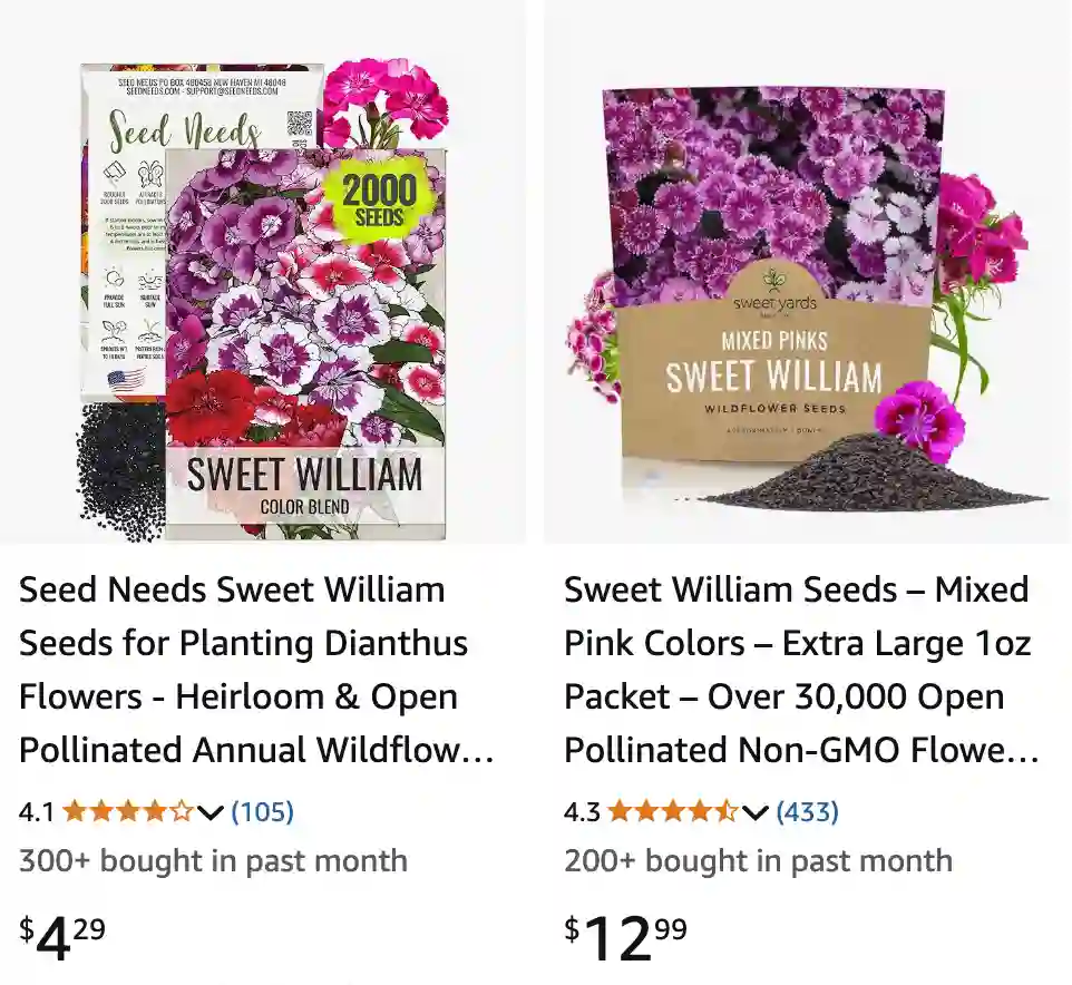 Dianthus Barbatus - Sweet William 1 Dianthus Barbatus 1 | Monsteraholic