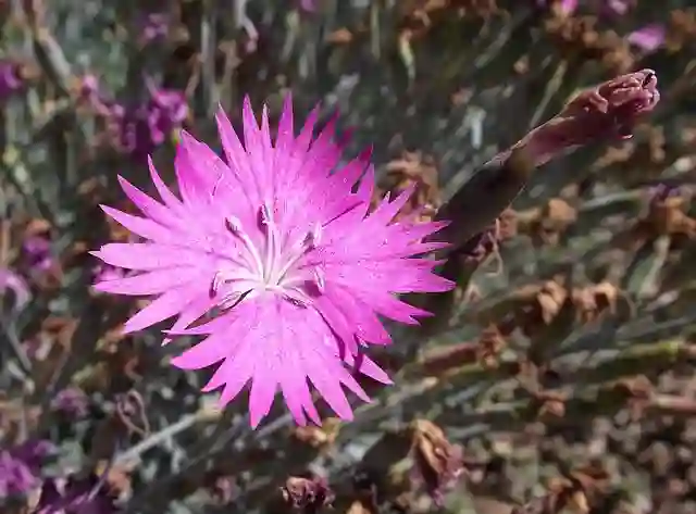 Dianthus Gratianopolitanus