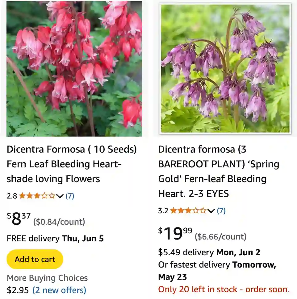 Dicentra Formosa 1 | Monsteraholic