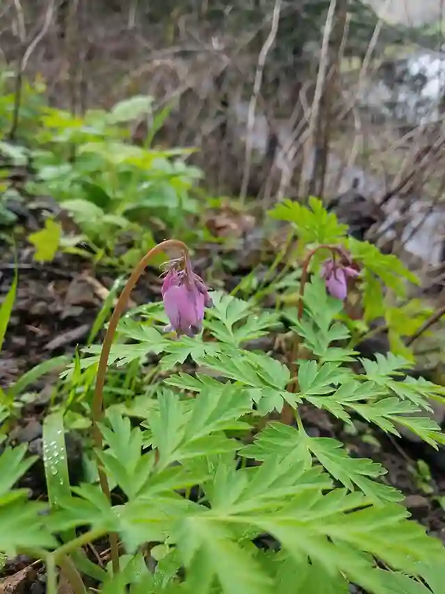 Dicentra Formosa