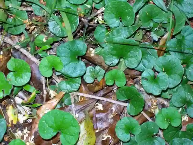 Dichondra Repens