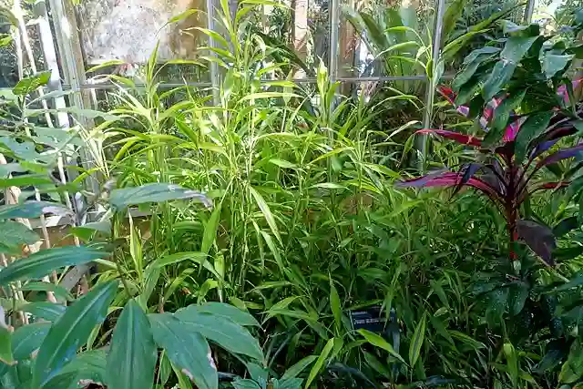 Dracaena Braunii