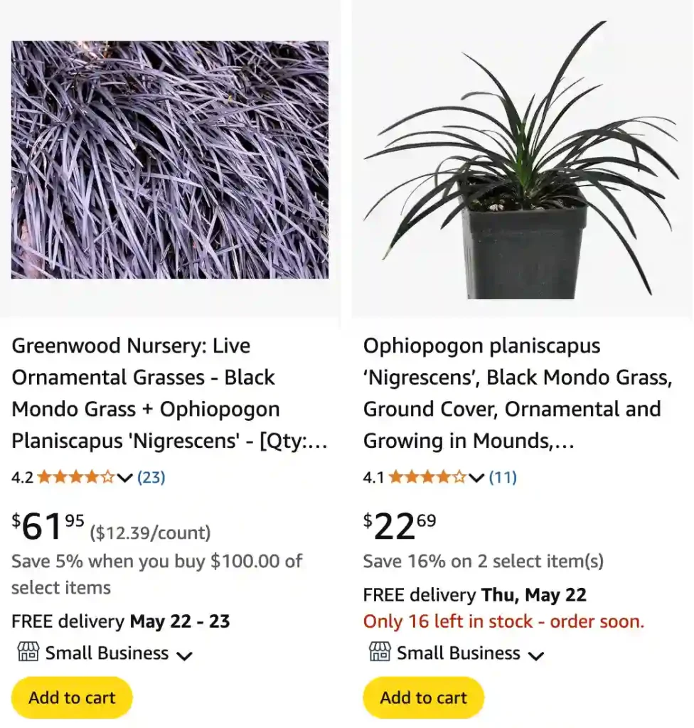 Dragon Grass - Ophiopogon Planiscapus 'Nigrescens' - Black Mondo Grass 1 Dragon Grass | Monsteraholic