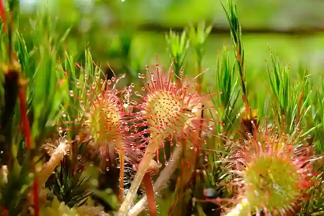 Drosera Rotundifolia