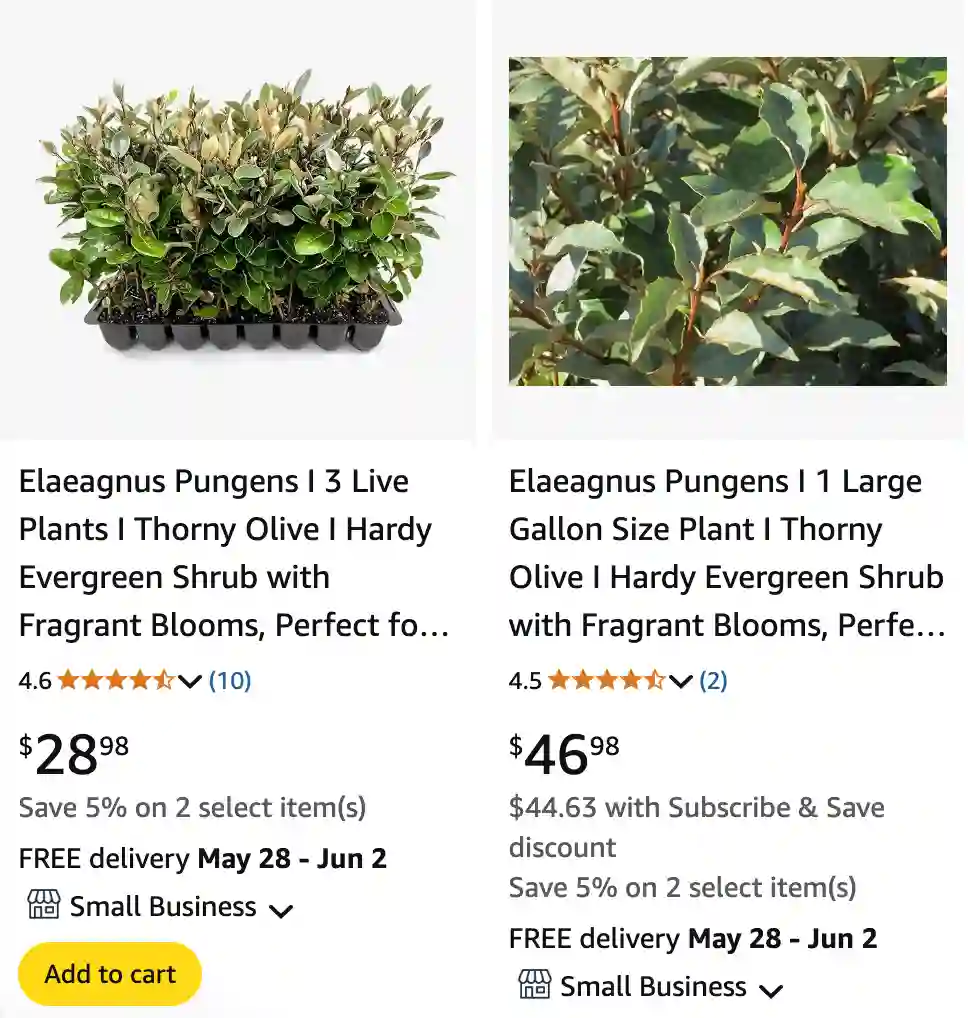 Elaeagnus Pungens 1 | Monsteraholic